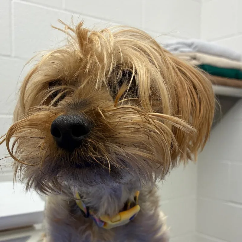 A senior small-sized female Gray / Blue / Silver Yorkshire Terrier dog named Priscilla for adoption in Corpus Christi, TX