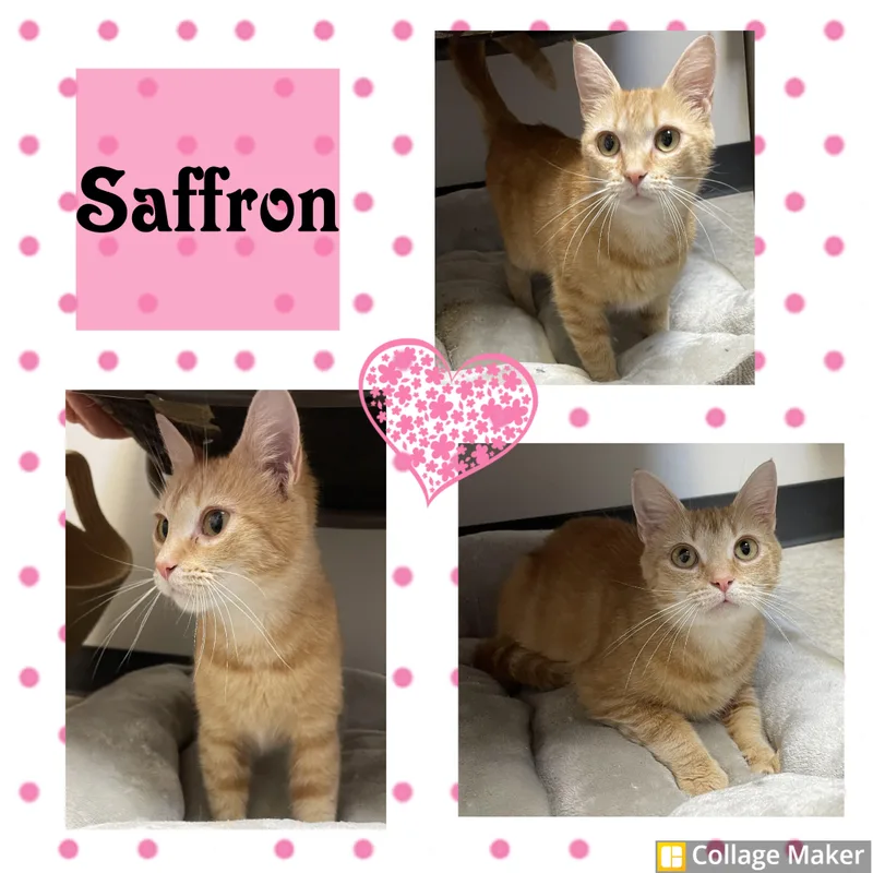 An adult medium-sized female Domestic Short Hair cat named Saffron for adoption in Clearfield, PA