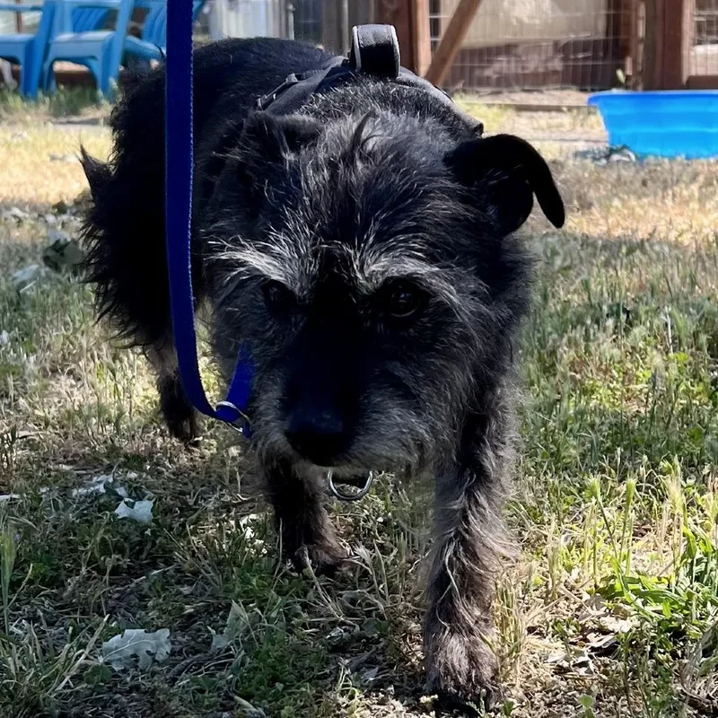 An adult small-sized male Black Terrier dog named Jackson for adoption in Sonoma, CA