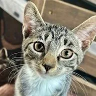 A baby small-sized female Brown / Chocolate Domestic Short Hair cat named Libby for adoption in Delaware, OH