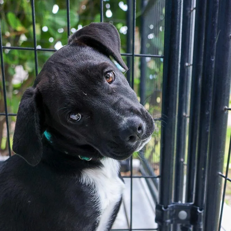 A baby medium-sized male Black Mixed Breed dog named Pear for adoption in Bradenton, FL
