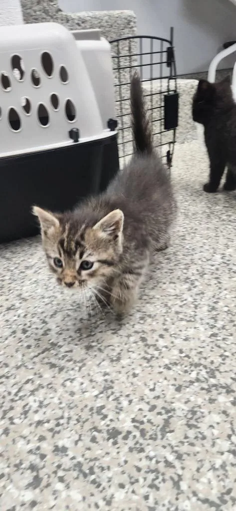 A baby small-sized female Domestic Short Hair cat named Satin for adoption in Van Wert, OH