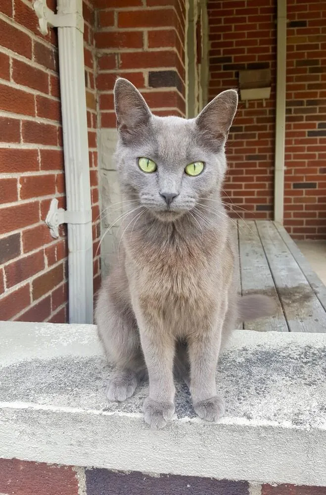 A young medium-sized female Gray / Blue / Silver Domestic Short Hair cat named Doja Cat for adoption in Ferndale, MI