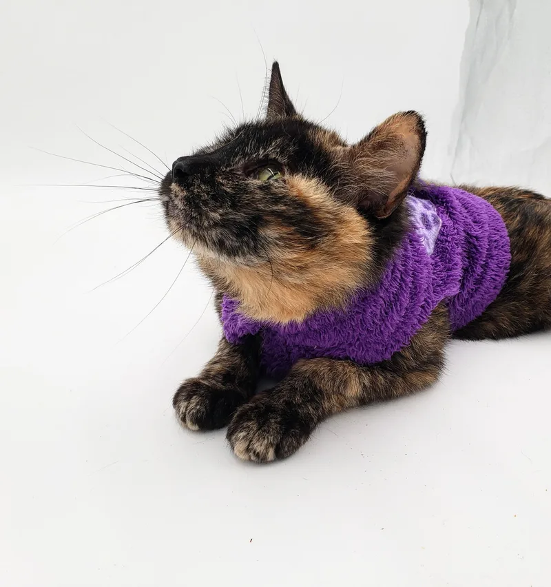 Clementine thumbnail 2