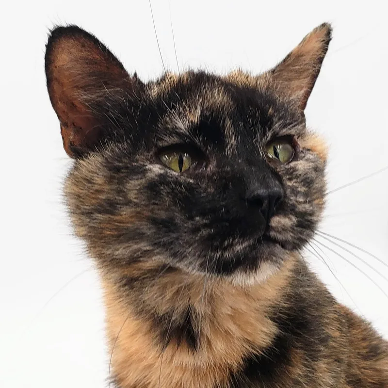 Clementine thumbnail 4