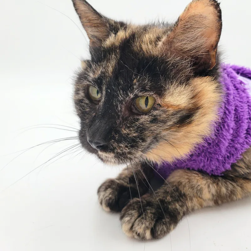 Clementine thumbnail 5