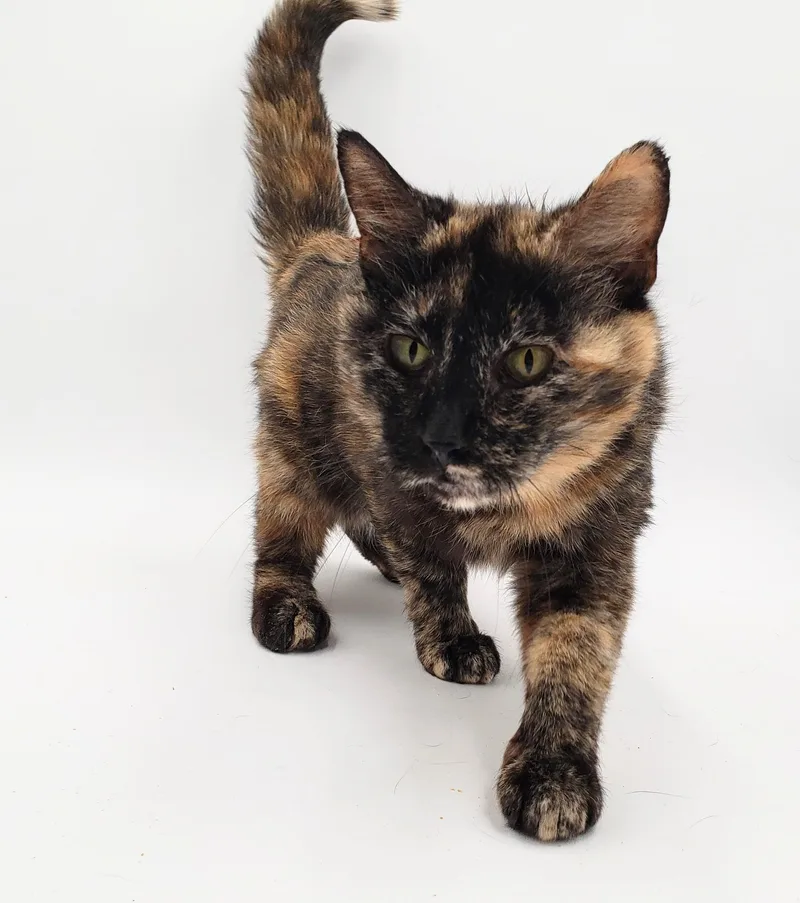 Clementine thumbnail 6