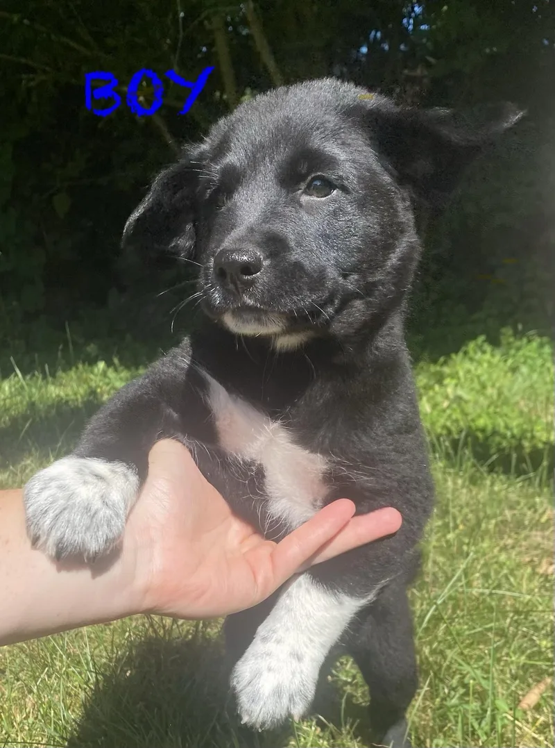 A baby medium-sized male Shiba Inu dog named Dexter and Darla for adoption in Armada, MI