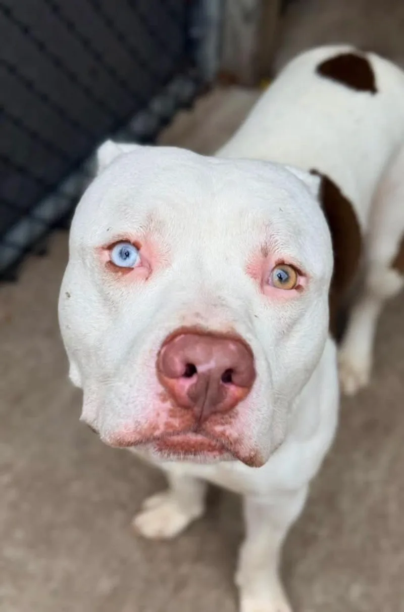 A young medium-sized male White / Cream Pit Bull Terrier dog named Thiago for adoption in Chicago, IL