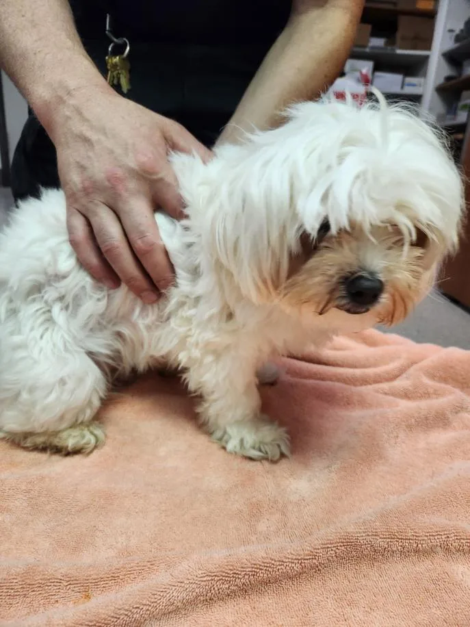 A young small-sized female Maltese dog named Opal for adoption in Burbank, CA
