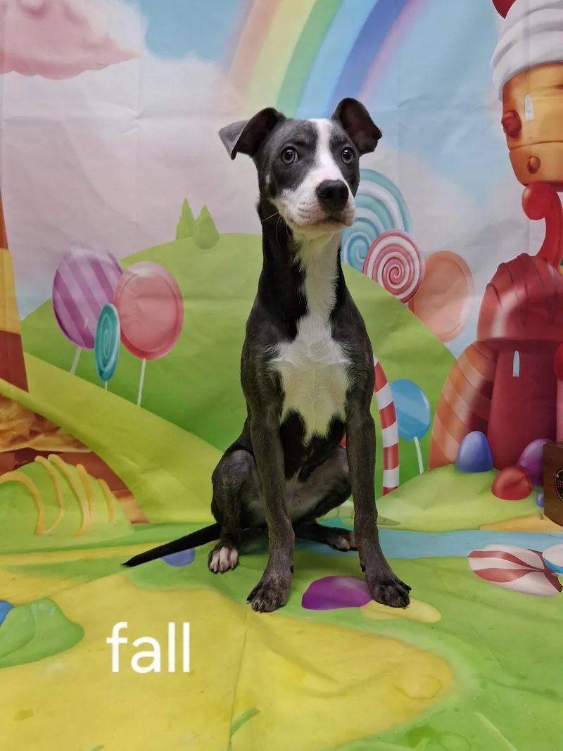A young small-sized male Gray / Blue / Silver Mixed Breed dog named Fall for adoption in Urbana, OH
