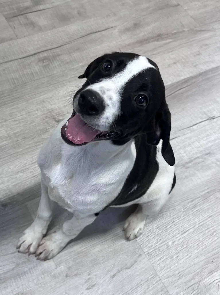 A baby medium-sized male Mixed Breed dog named Happy for adoption in Ellijay, GA