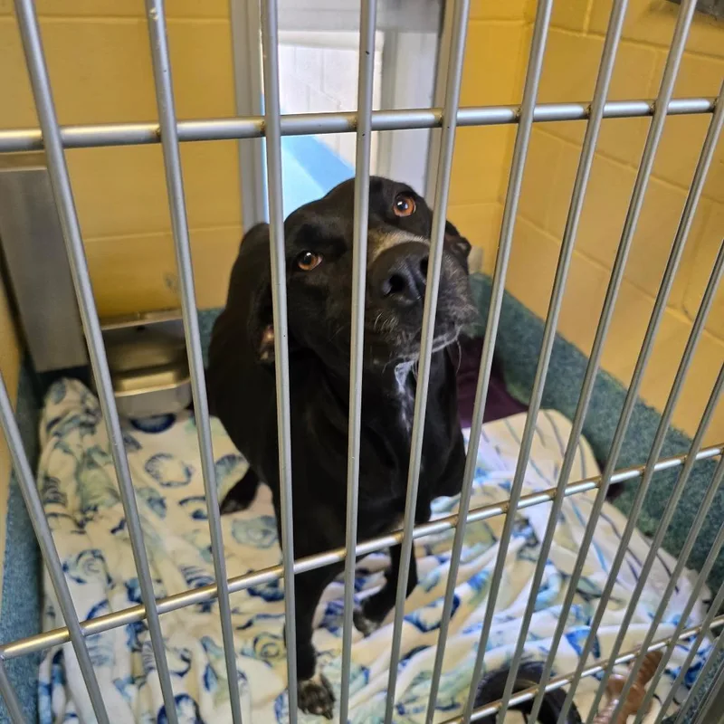 A young large-sized female Mixed Breed dog named Indie for adoption in Naples, FL