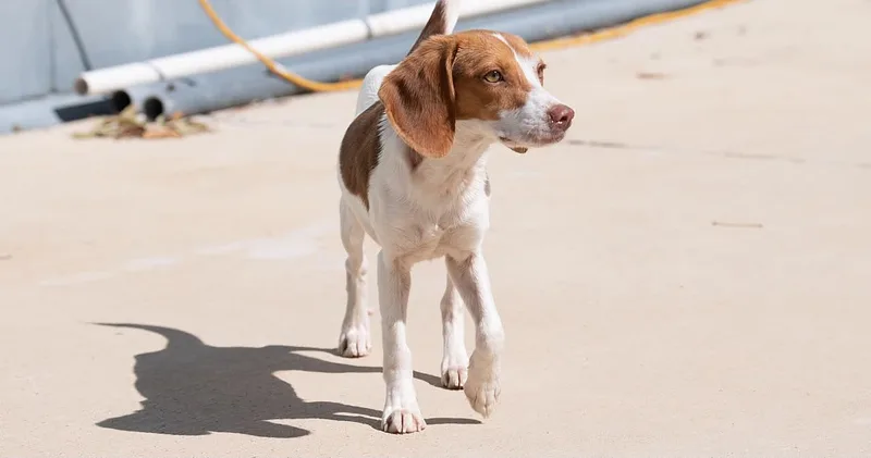An adult small-sized female Brown / Chocolate Beagle dog named Flower for adoption in Memphis, TN