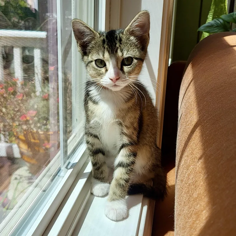A baby small-sized female Tabby (Buff / Tan / Fawn) Domestic Short Hair cat named Tchotchke for adoption in Richmond, VA