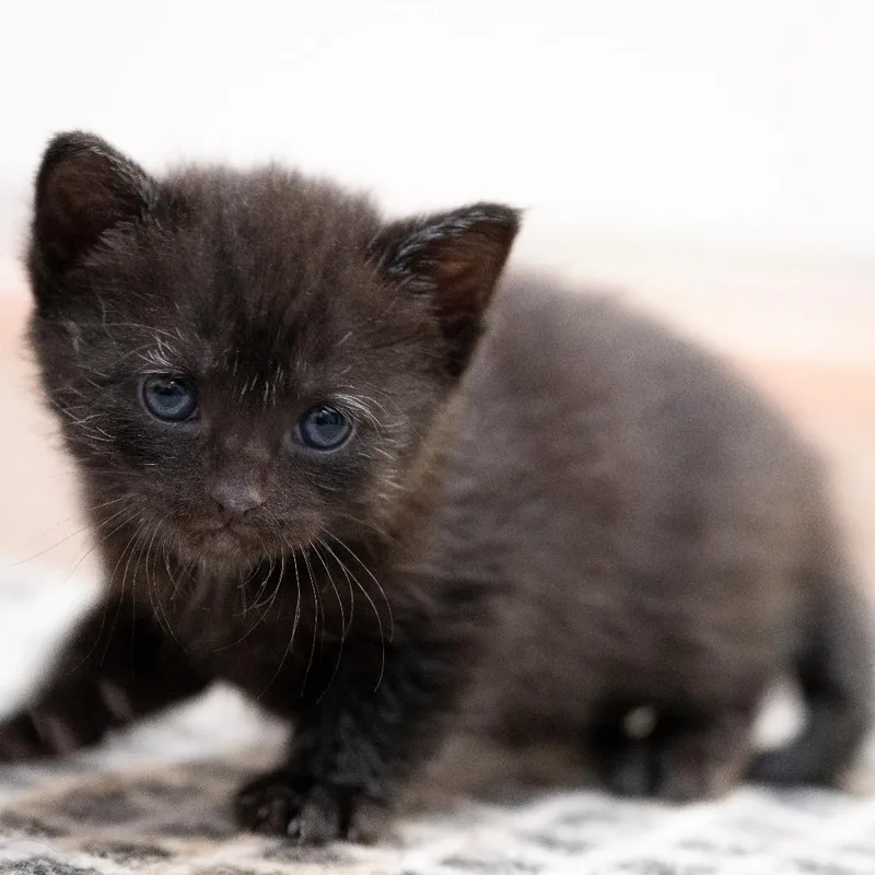 A baby small-sized female Black Domestic Short Hair cat named Petunia for adoption in Chapel Hill, NC