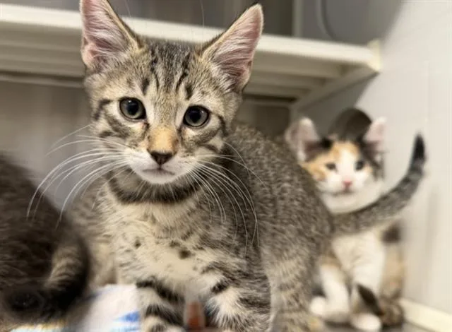 A baby small-sized male Domestic Short Hair cat named Boagrius for adoption in Tustin, CA