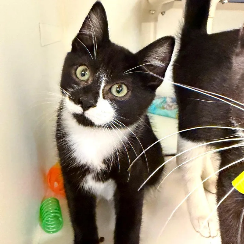 A baby small-sized male Domestic Short Hair cat named Buttons for adoption in Woodinville, WA