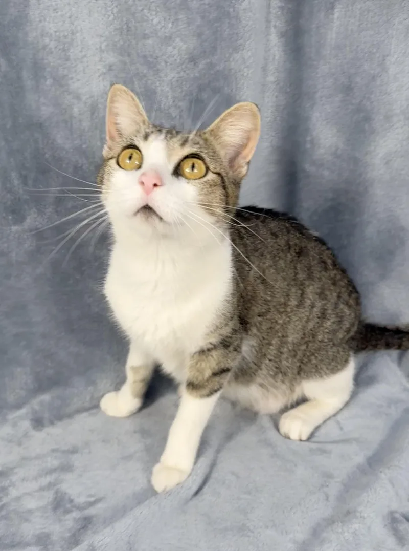 An adult medium-sized female Tabby (Brown / Chocolate) Domestic Short Hair cat named Yazmine for adoption in Minneapolis, MN