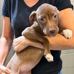A baby medium-sized female Brown / Chocolate Mixed Breed dog named Kaelyn for adoption in Cumberland, RI