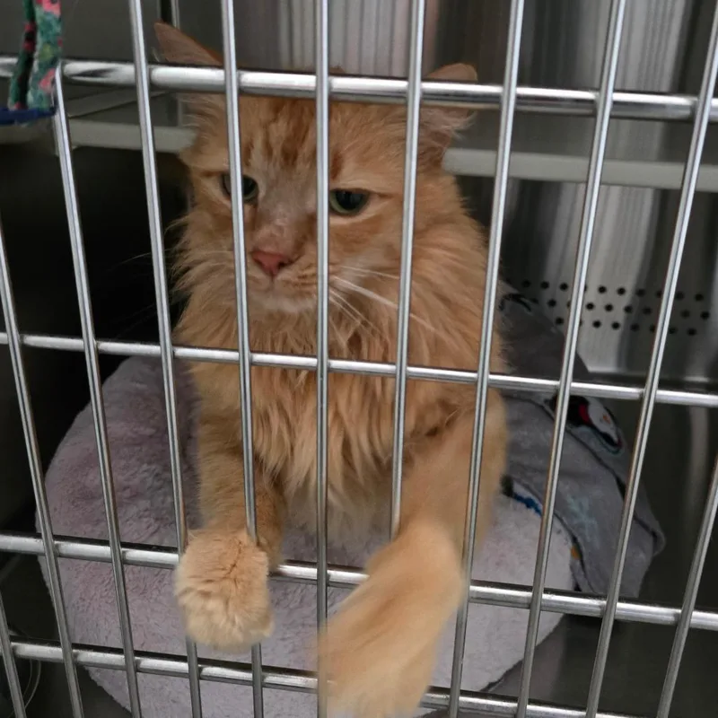 Dolly "beornie" Tx thumbnail 2