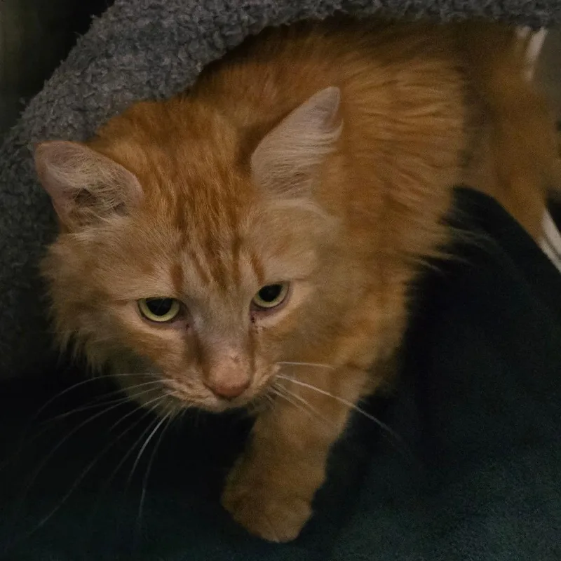 Dolly "beornie" Tx thumbnail 3