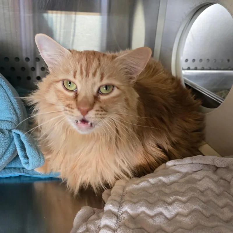 Dolly "beornie" Tx thumbnail 4