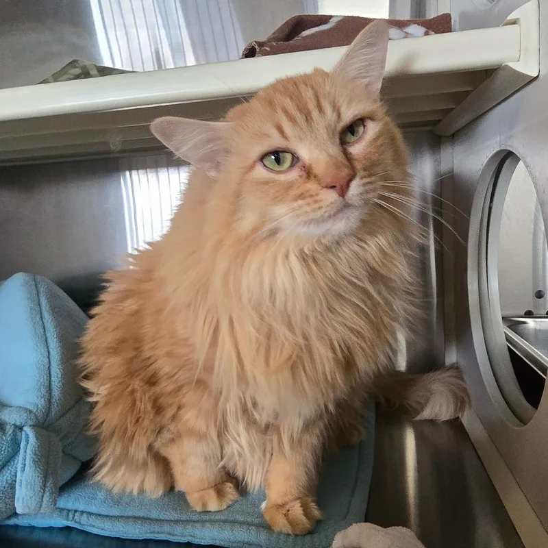 Dolly "beornie" Tx thumbnail 5