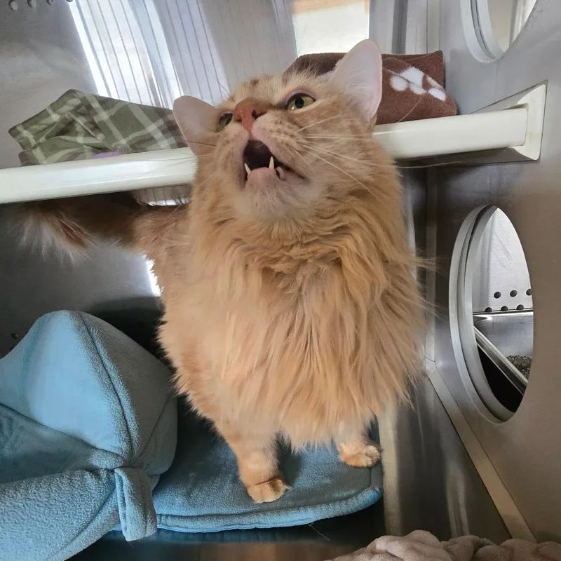 Dolly "beornie" Tx thumbnail 6