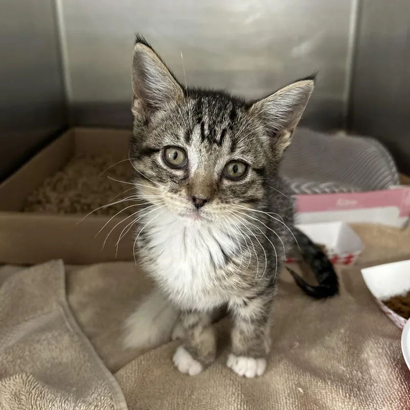 A baby small-sized female Domestic Short Hair cat named Squeaks for adoption in Newark, NJ