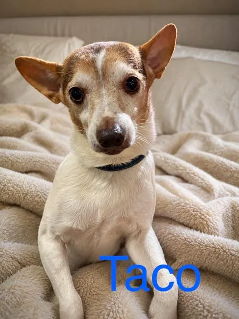 A senior small-sized male Chihuahua dog named Taco for adoption in Zimmerman, MN
