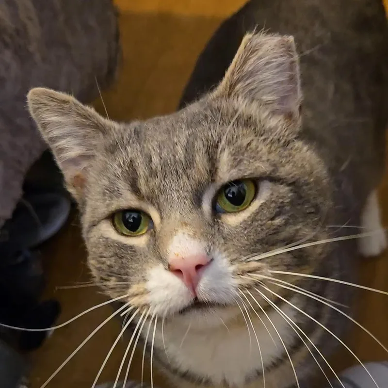An adult medium-sized male Tabby (Gray / Blue / Silver) Domestic Short Hair cat named Nipsie for adoption in Kenhorst, PA