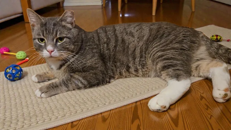 Nipsie thumbnail 2