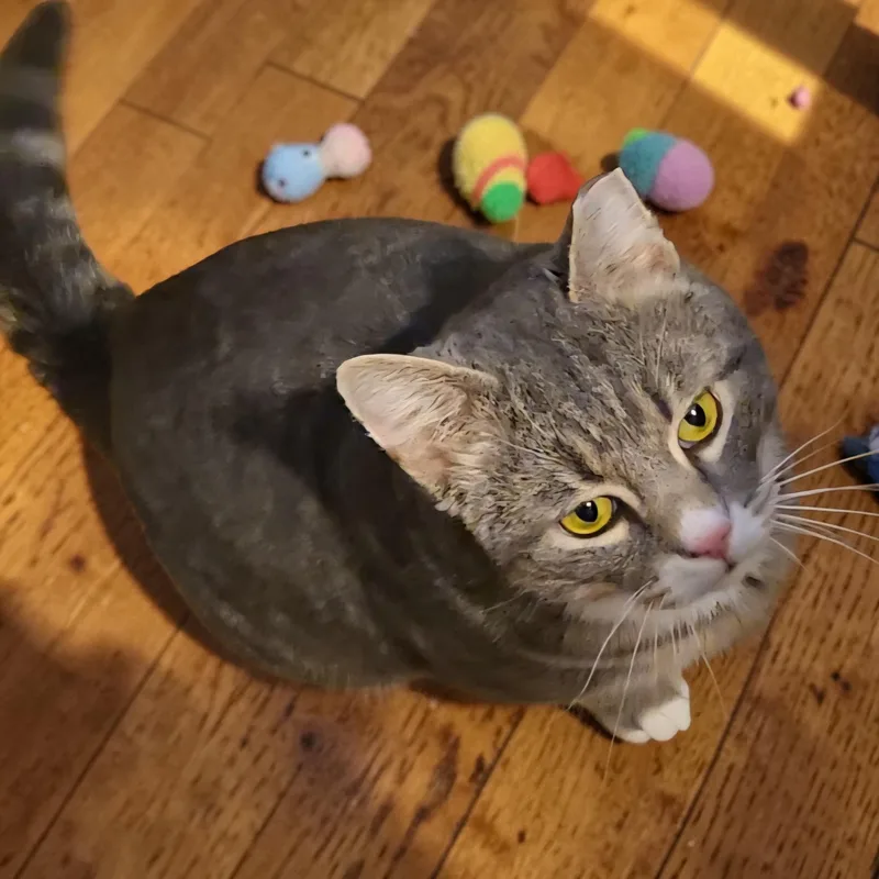 Nipsie thumbnail 3