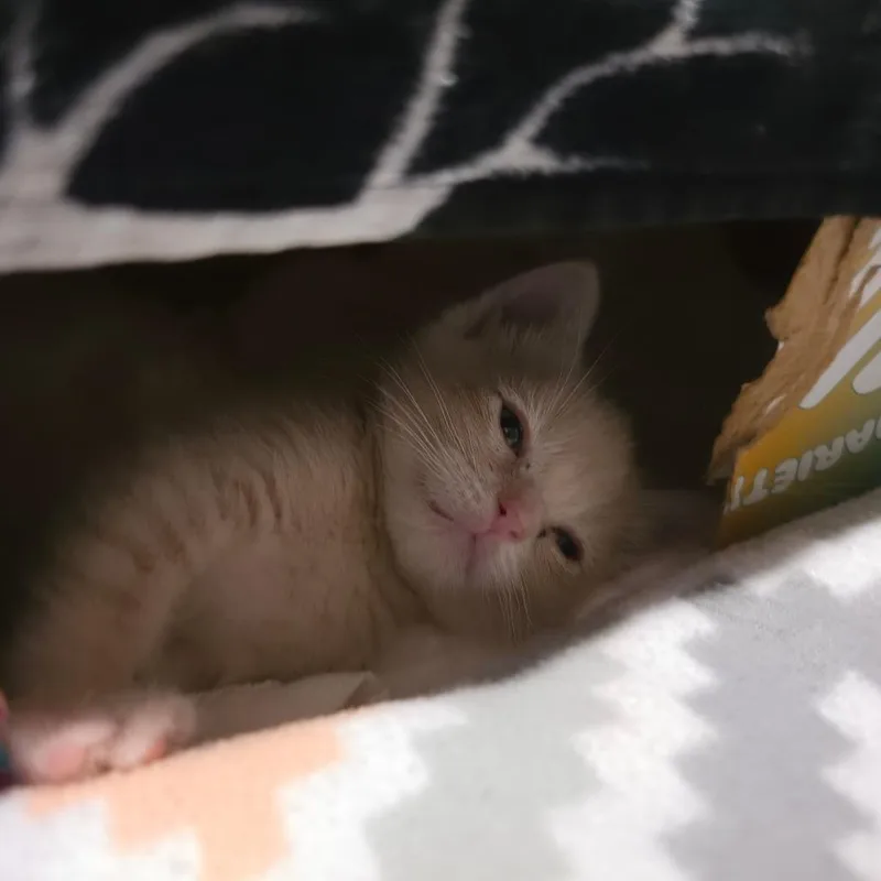 Sweet Pea thumbnail 6