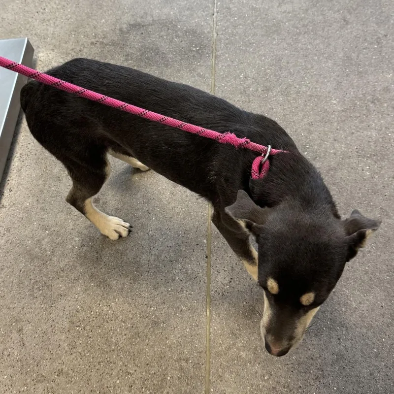 A young small-sized female Brown / Chocolate Mixed Breed dog named Sequoia for adoption in Las Cruces, NM
