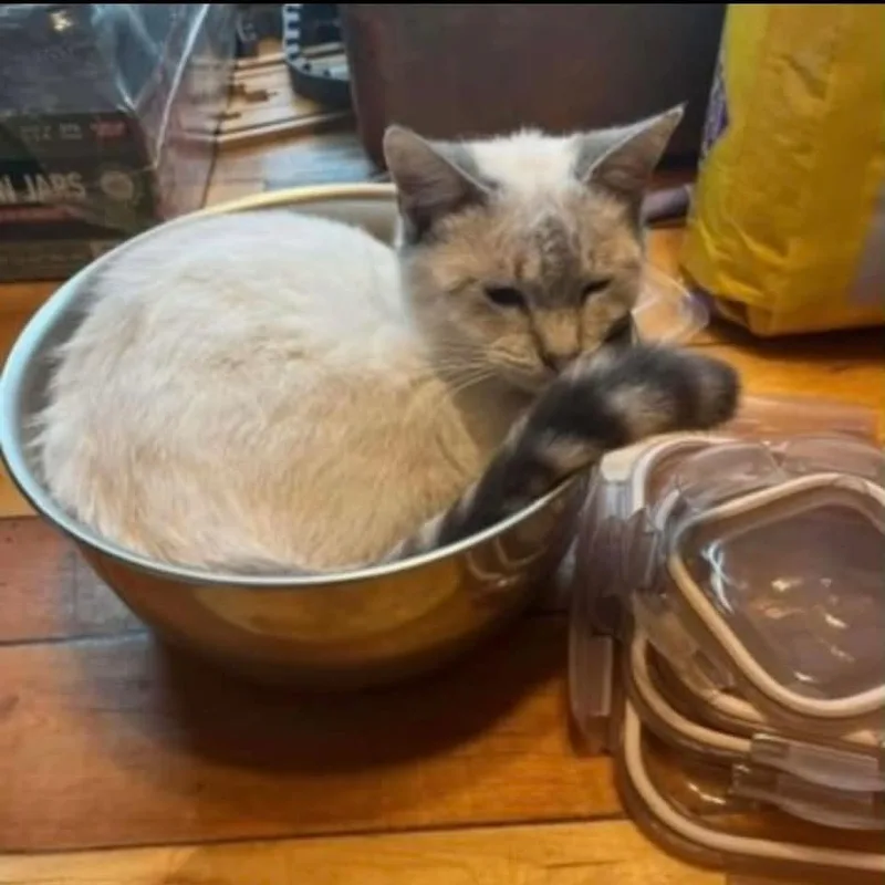 A young medium-sized female Lilac Point Siamese cat named Mushu  Beautiful for adoption in Wyandotte, MI