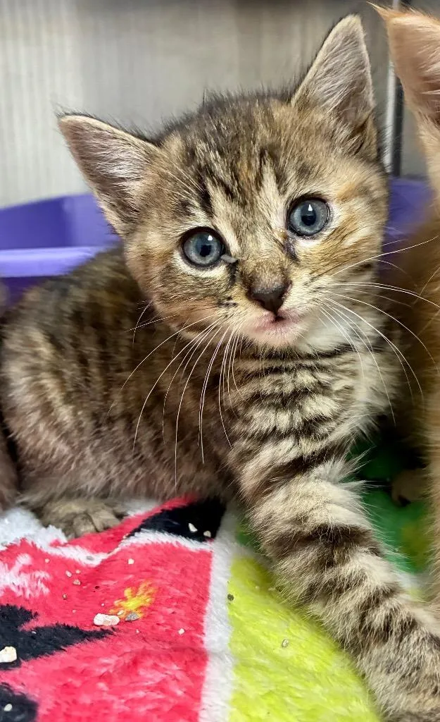 A baby medium-sized female Domestic Medium Hair cat named Boat  Buoy for adoption in Greeneville, TN