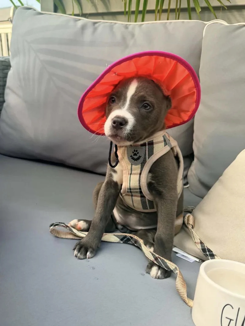A baby small-sized female Mixed Breed dog named Lilly for adoption in Monona, WI