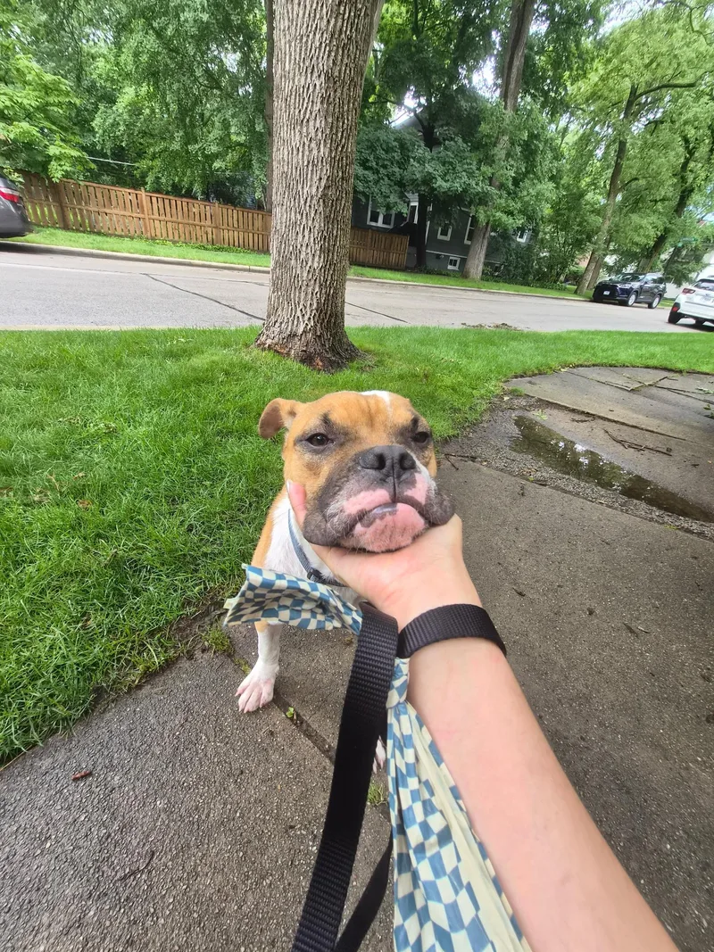 A baby medium-sized male Boxer dog named Samuel for adoption in Evanston, IL