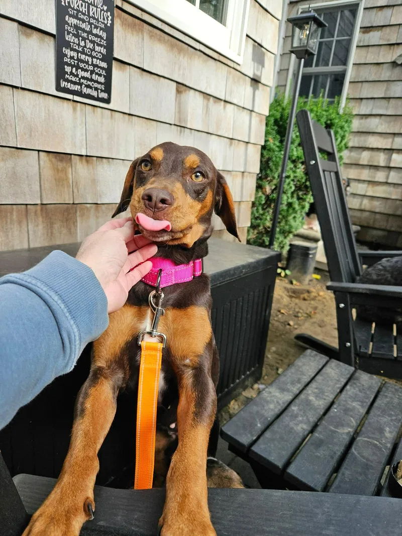 Cocoa