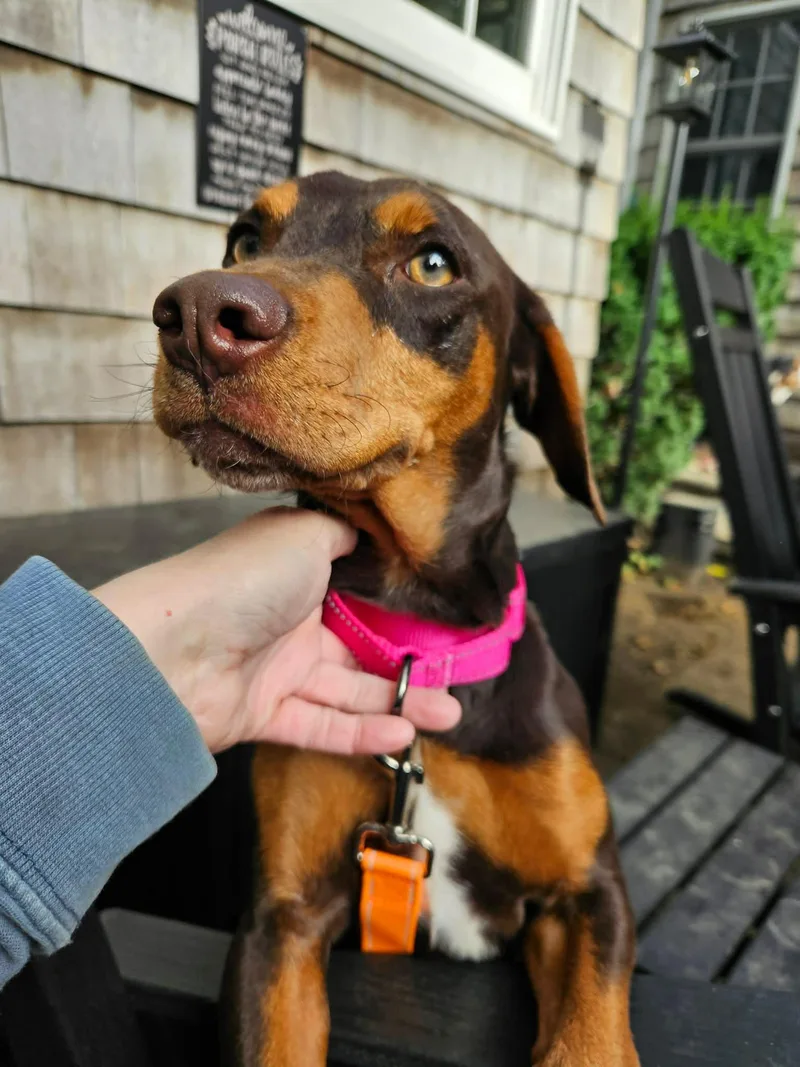 Cocoa thumbnail 3