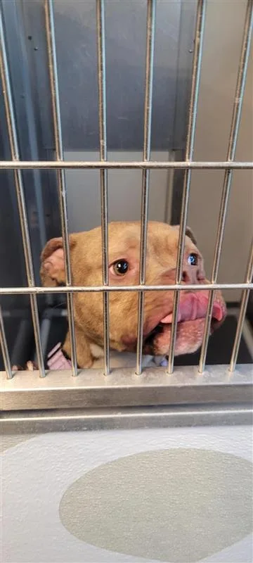 An adult medium-sized female Mixed Breed dog named Daisy for adoption in West Chester, PA