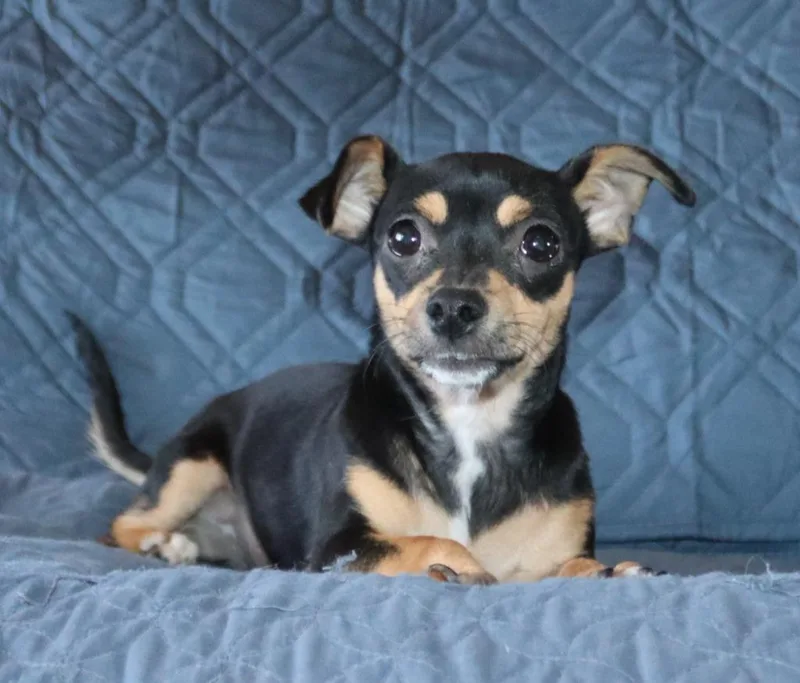 A baby medium-sized female Mixed Breed dog named Darling for adoption in Mesa, AZ