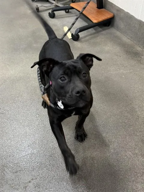 A young medium-sized female Pit Bull Terrier dog named Henny for adoption in Upper Marlboro, MD