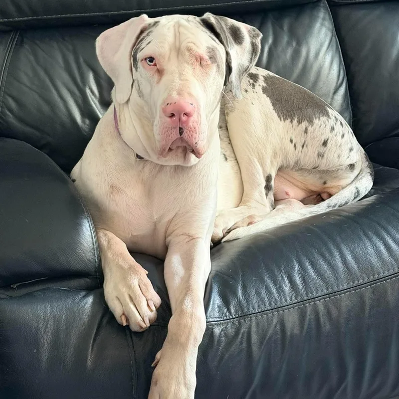 An adult extra large-sized female Gray / Blue / Silver Great Dane dog named Jolene Googly Bear for adoption in Bullard, TX
