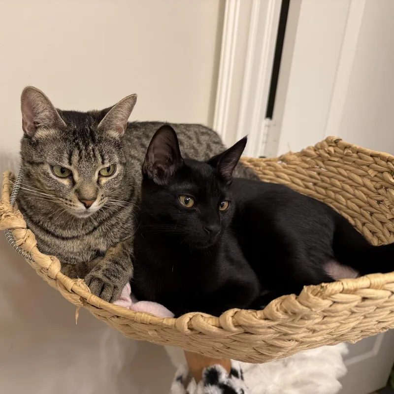 A baby small-sized female Black Domestic Short Hair cat named Monterey Jack for adoption in Fort Lauderdale, FL