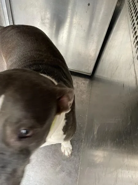 An adult extra large-sized female Pit Bull Terrier dog named Marilyn for adoption in Austin, TX