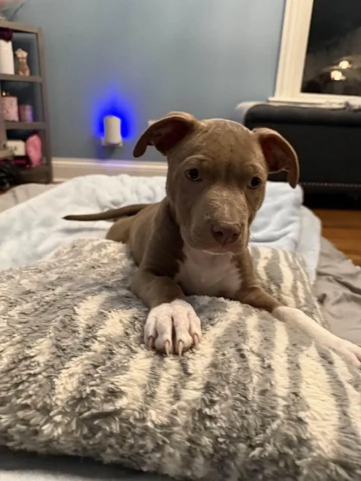 A baby medium-sized male Pit Bull Terrier dog named Titus for adoption in Crete, IL