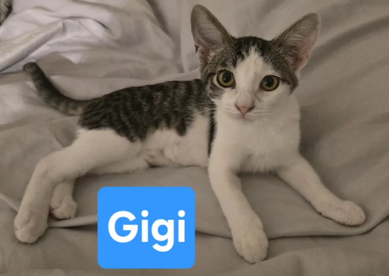 A baby medium-sized female Tabby cat named Gigi for adoption in Fullerton, CA